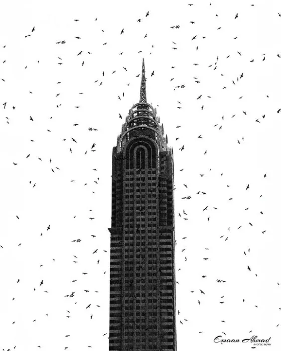 Birds around a tower