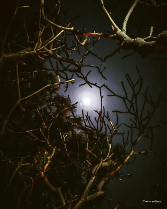Moon through branches